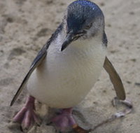 Penguin Island Boardwalks and Walk Trail - ACT Tourism