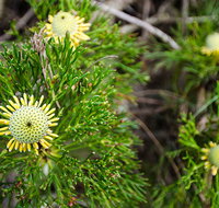 Illawarra lookout walking track - ACT Tourism