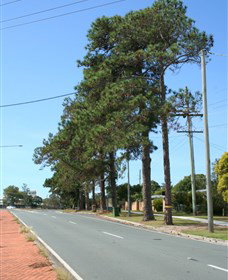 Anzac Memorial Avenue, Redcliffe - ACT Tourism 1