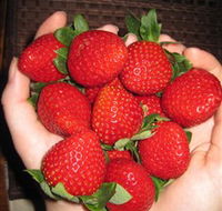 The Strawberry Farm - ACT Tourism