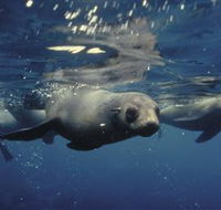 Wilsons Promontory Marine National Park - ACT Tourism