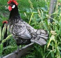 Merry Maidens Veggies - ACT Tourism