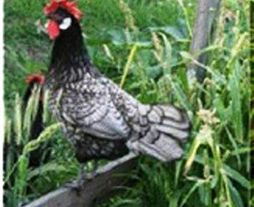 Merry Maidens Veggies - ACT Tourism 0