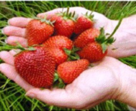 Merry Maidens Veggies - ACT Tourism 1