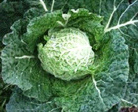 Merry Maidens Veggies - ACT Tourism 2