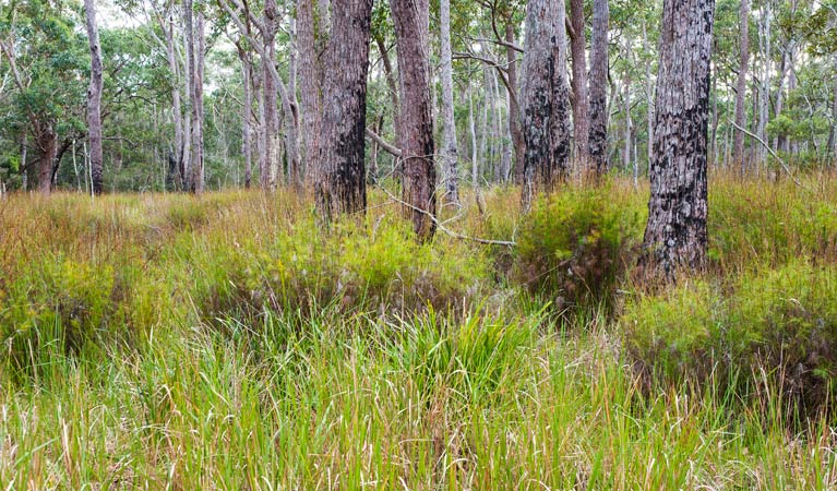 Mount Kingiman ACT ACT Tourism