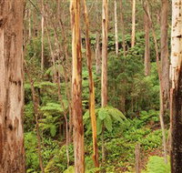 Cycle Mogo State Forest - ACT Tourism