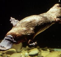 Platypus Pool - ACT Tourism