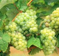 Red Tail Wines - ACT Tourism