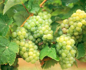 Red Tail Wines - ACT Tourism 0