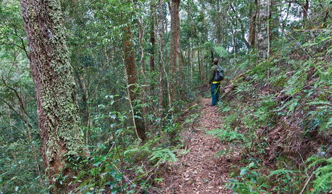 Blackbutt Walking Track - ACT Tourism 0