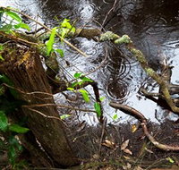 Mogo Bushwalk - ACT Tourism