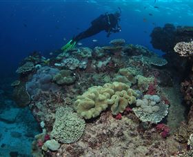 Flinders Reef Dive Site - ACT Tourism 2
