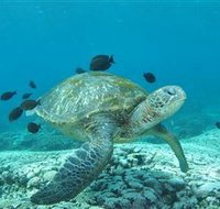 Flinders Reef Dive Site - ACT Tourism