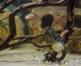 Irukandji Shark And Ray Encounters - ACT Tourism 2