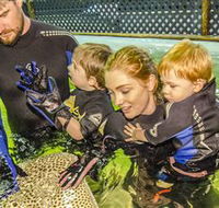 Irukandji Shark and Ray Encounters - ACT Tourism