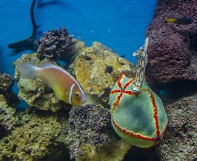 Irukandji Shark And Ray Encounters - ACT Tourism 6