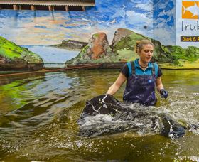 Irukandji Shark And Ray Encounters - ACT Tourism 7