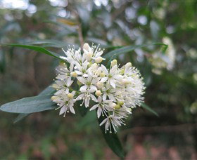 Booderee National Park Botanic Gardens - ACT Tourism 1