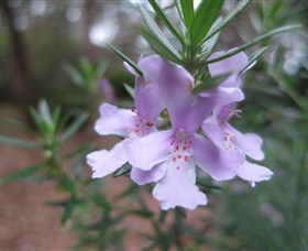 Booderee National Park Botanic Gardens - ACT Tourism 5