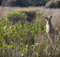 Murramarang Aboriginal Area walking track - ACT Tourism