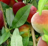 Fruit Salad Tree Company - ACT Tourism
