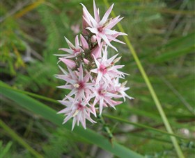 Booderee National Park: Green Patch And Telegraph Creek Walking Tracks - ACT Tourism 5