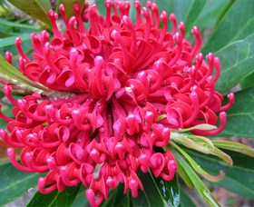 Booderee National Park: Green Patch And Telegraph Creek Walking Tracks - ACT Tourism 3