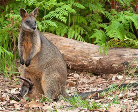 Booderee National Park: Green Patch And Telegraph Creek Walking Tracks - ACT Tourism 7