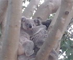 Mondrook Garden Cafe Gallery And Function Centre - ACT Tourism 1