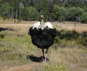 Glen Ian Ostrich And Emu Farm - ACT Tourism 1