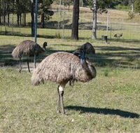 Glen Ian Ostrich and Emu Farm - ACT Tourism