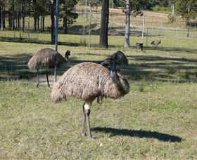 Glen Ian Ostrich And Emu Farm - ACT Tourism 0