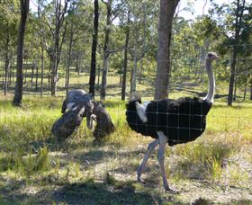 Glen Ian Ostrich And Emu Farm - ACT Tourism 2