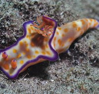 Curtain Artificial Reef Dive Site - ACT Tourism