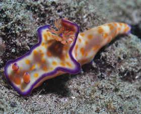 Curtain Artificial Reef Dive Site - ACT Tourism 0