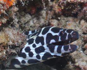 Curtain Artificial Reef Dive Site - ACT Tourism 2
