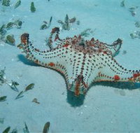 The Pines Dive Site - ACT Tourism