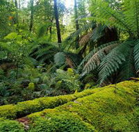 Errinundra National Park - ACT Tourism