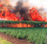 Reeves Family Sugar Cane Farm - ACT Tourism