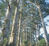 The Great Forest Trees Drive - ACT Tourism