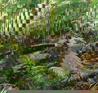 Wollumbin-Mount Warning National Park - ACT Tourism