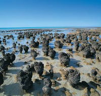 Hamelin Pool Stromatolites - ACT Tourism