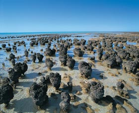 Hamelin Pool Stromatolites - ACT Tourism 0