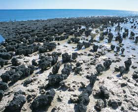 Hamelin Pool Stromatolites - ACT Tourism 1