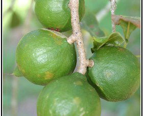 Lorne Valley Macadamia Farm - ACT Tourism 2