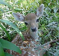 Mesopotamia Lodge Deer Park - ACT Tourism