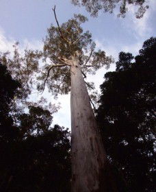 Orara East State Forest - ACT Tourism 3