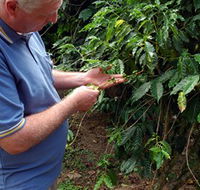 Wombah Coffee Plantation - ACT Tourism