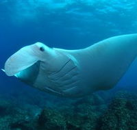 Manta Bommie Dive Site - ACT Tourism